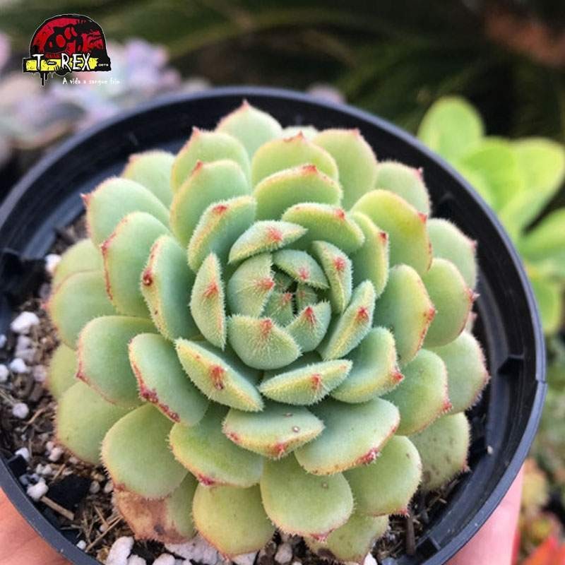 comprar suculenta echeveria dorette comprar suculenta echeveria dorette