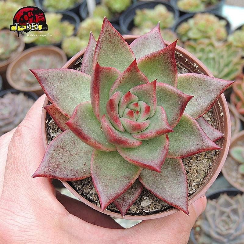 comprar suculenta echeveria agavoides honey pink comprar suculenta echeveria agavoides honey pink