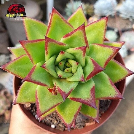 comprar suculenta echeveria agavoides lipstick