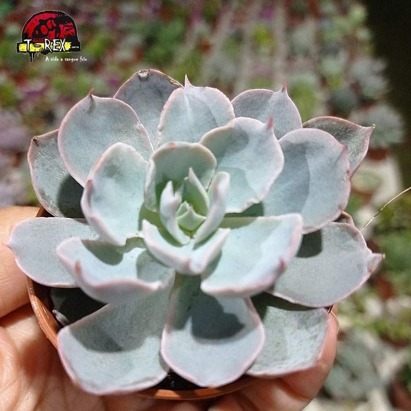 comprar suculenta echeveria  subsessilis comprar suculenta echeveria  subsessilis