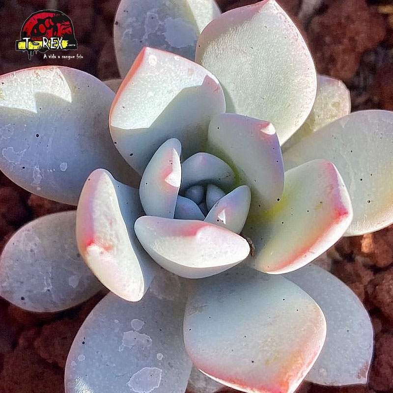 comprar suculenta echeveria caly argentea