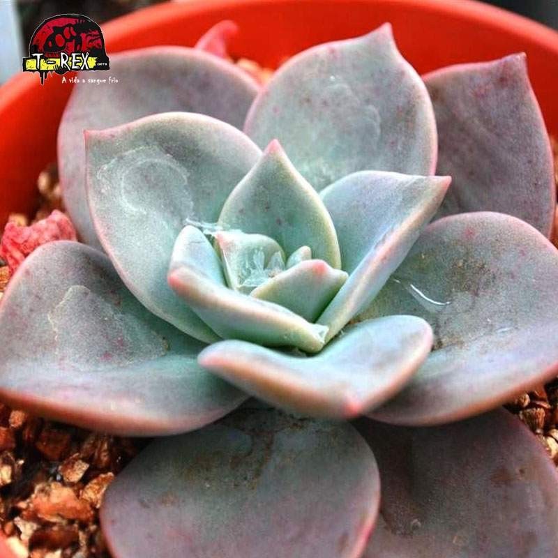 comprar suculenta graptoveria albert baynes comprar suculenta graptoveria albert baynes