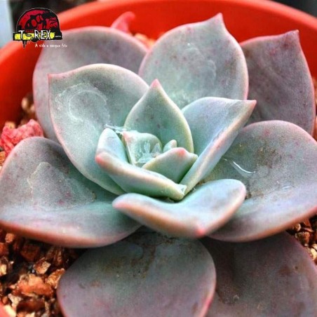comprar suculenta graptoveria albert baynes