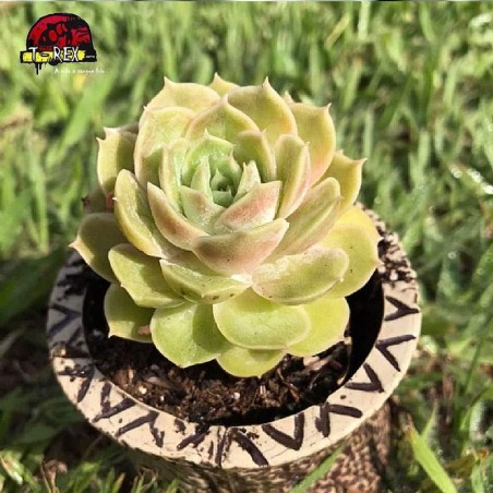 planta suculenta echeveria onslow