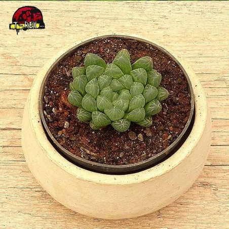 comprar suculenta haworthia cooperi dielsiana