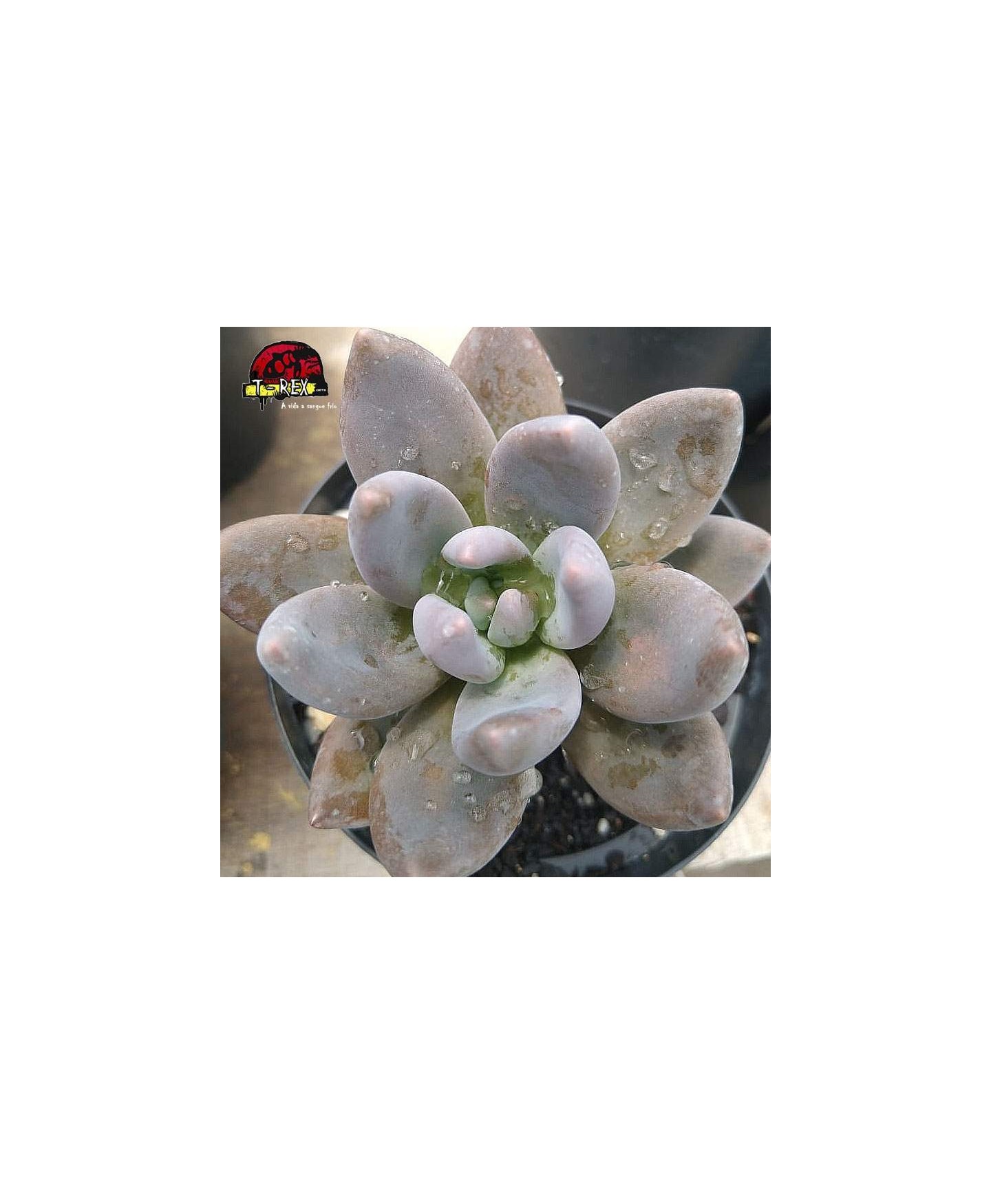 comprar suculenta  graptoveria royal flush
