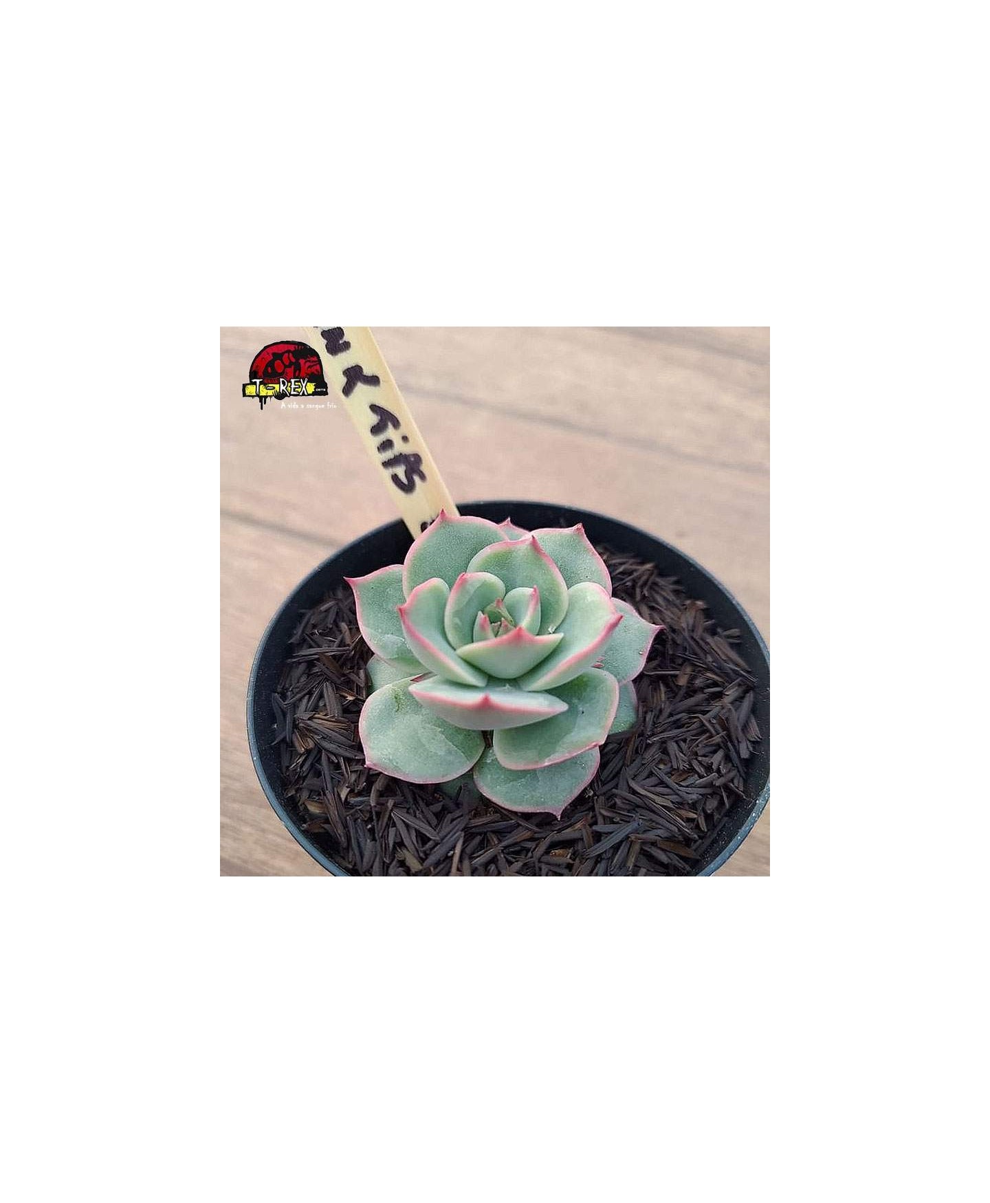 comprar suculenta echeveria pink tips