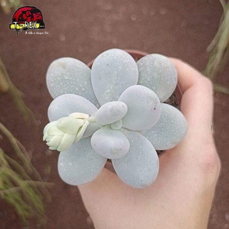 comprar suculenta pachyphytum oviferum