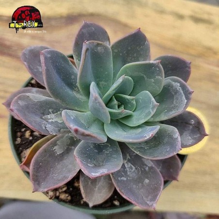 comprar suculenta echeveria blue pince