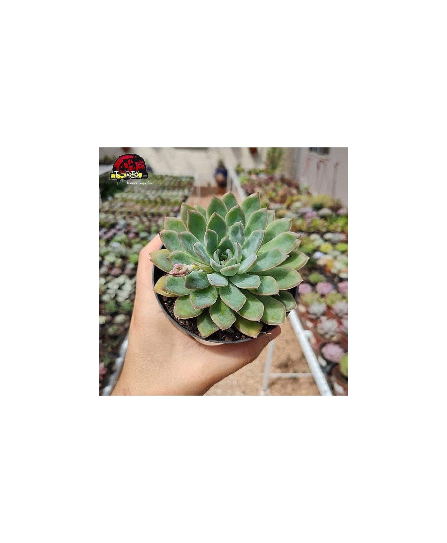 comprar suculenta echeveria adorn