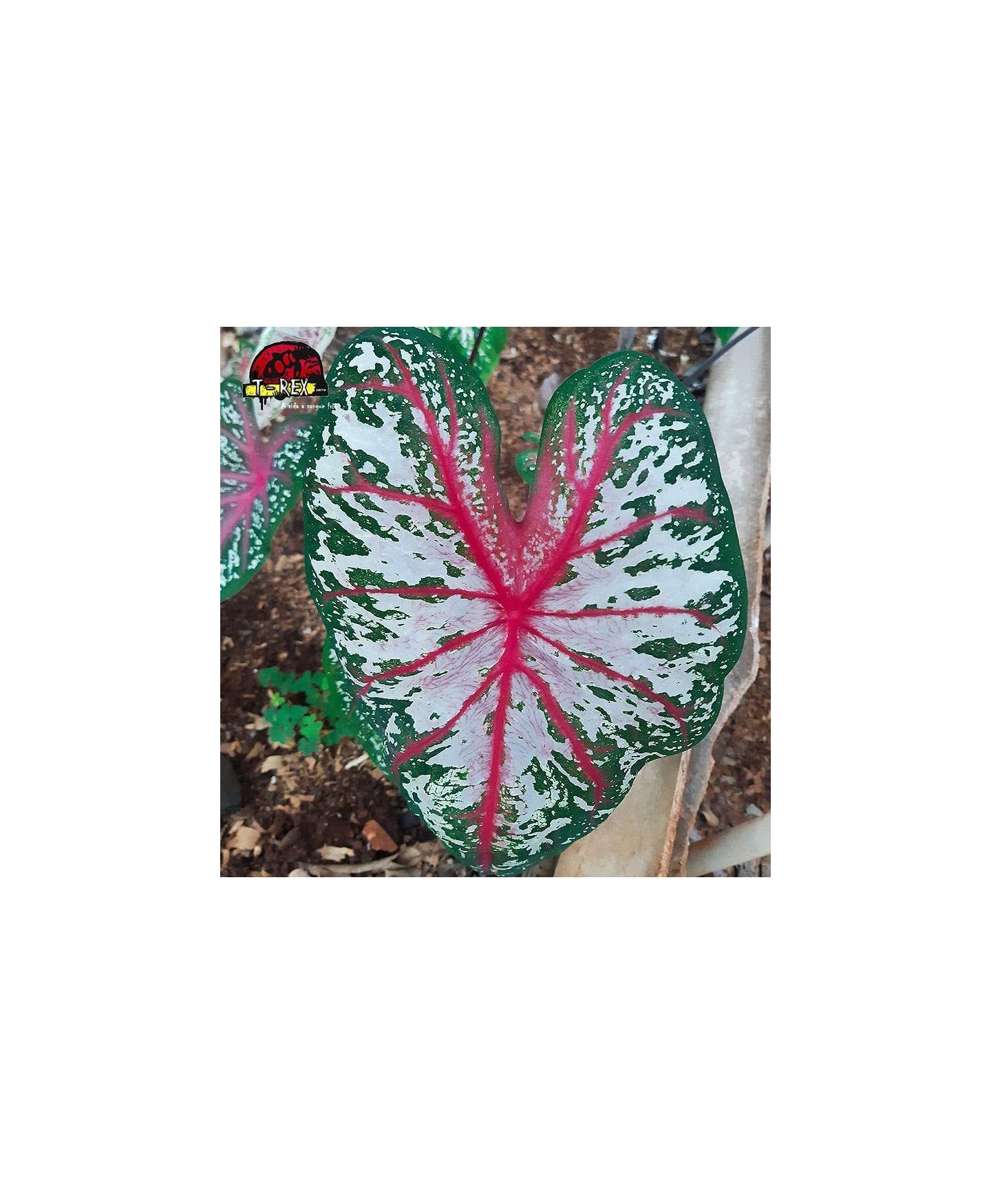 comprar muda de caladium