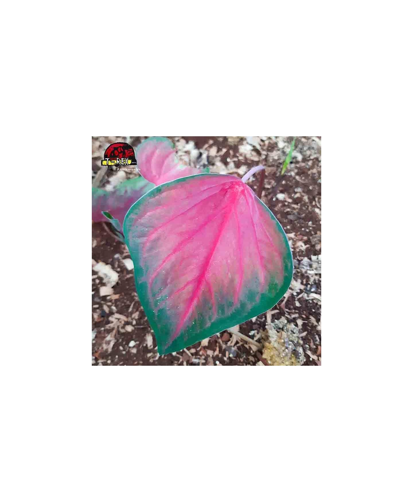 comprar muda de caladium