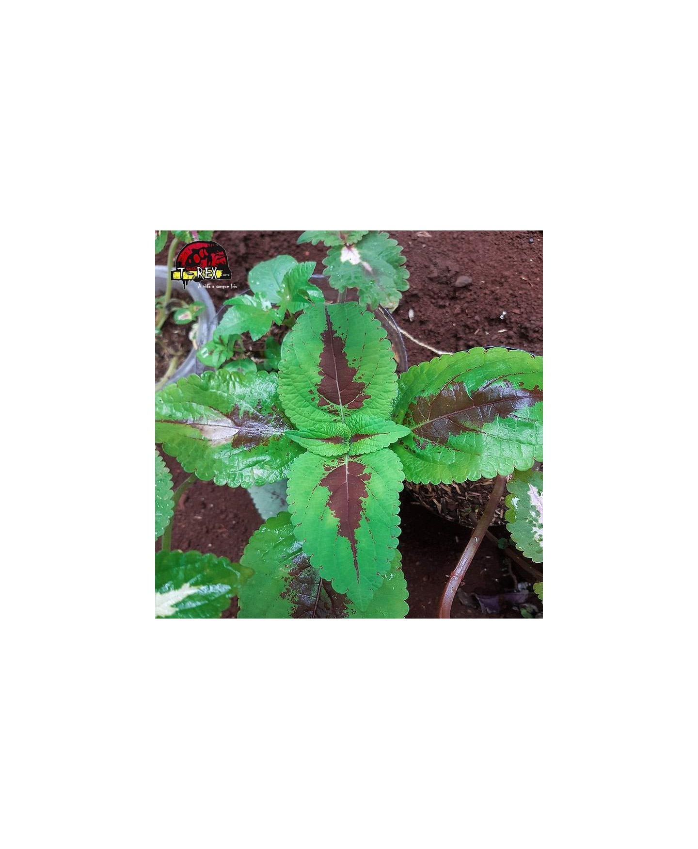 comprar muda de coleus