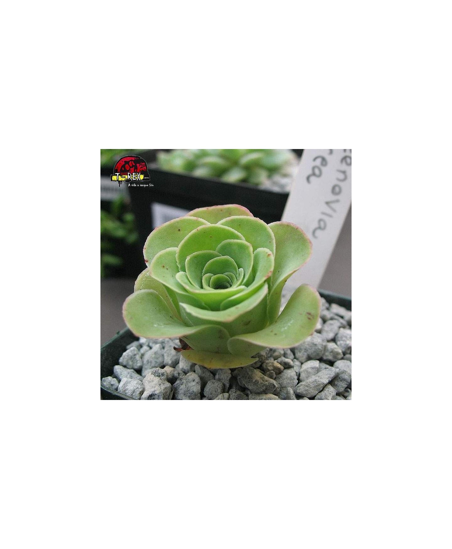 compra suculenta greenovia aurea
