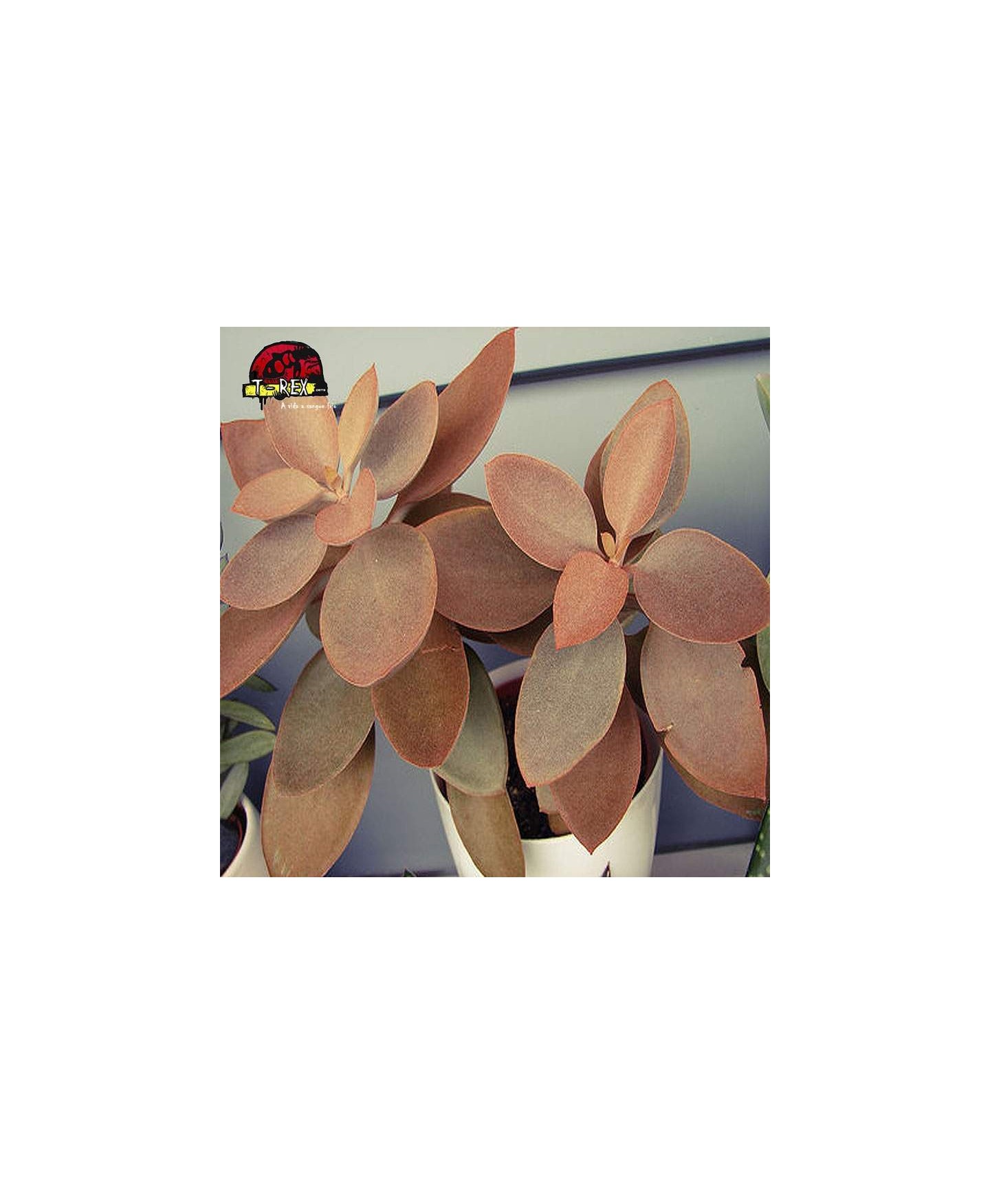 comprar muda de suculenta kalanchoe orgyallis