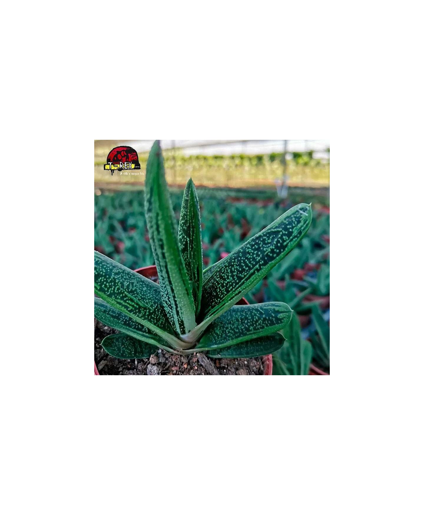 comprar muda de gasteria gracilis