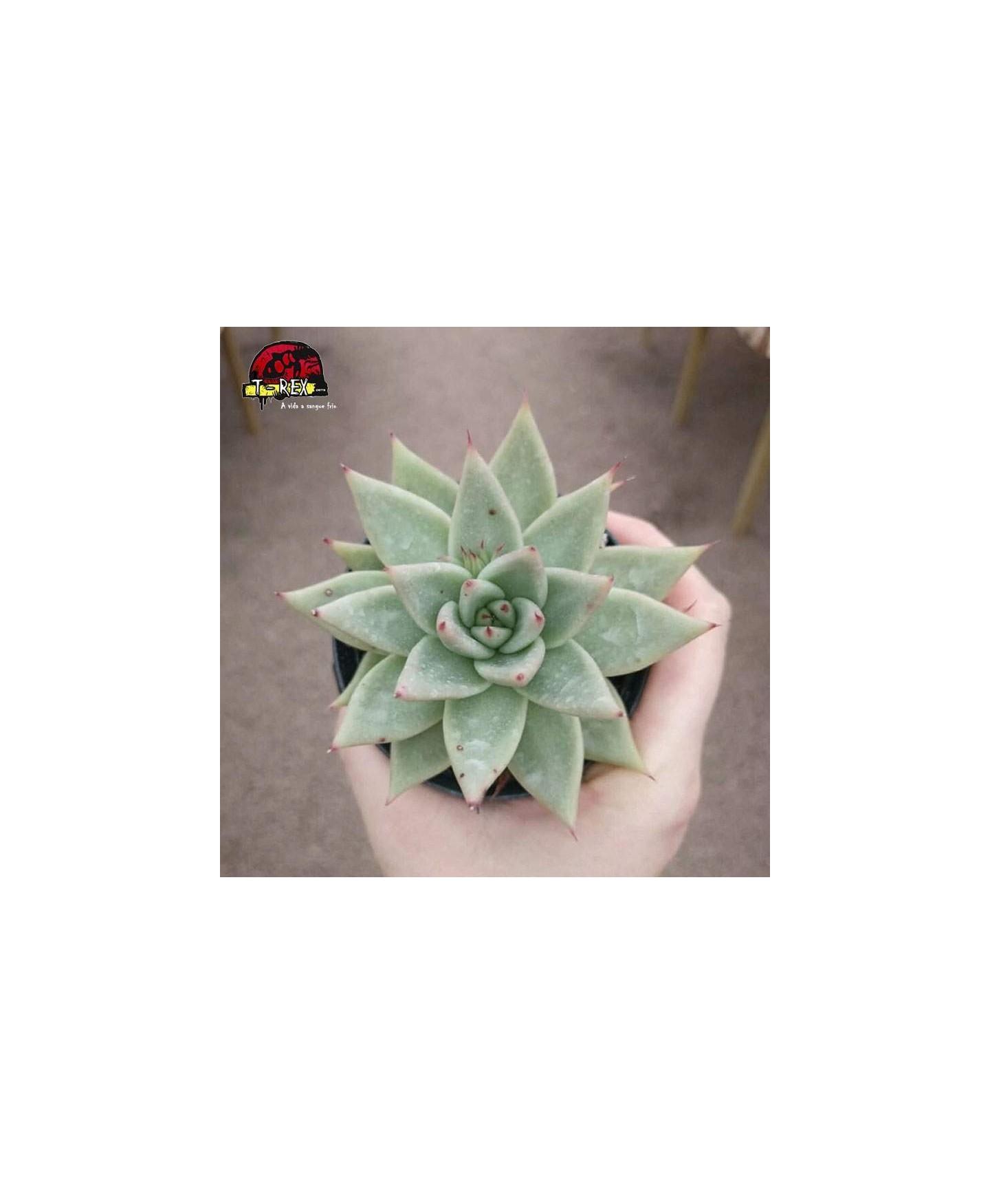 comprar agavoides bloody spear