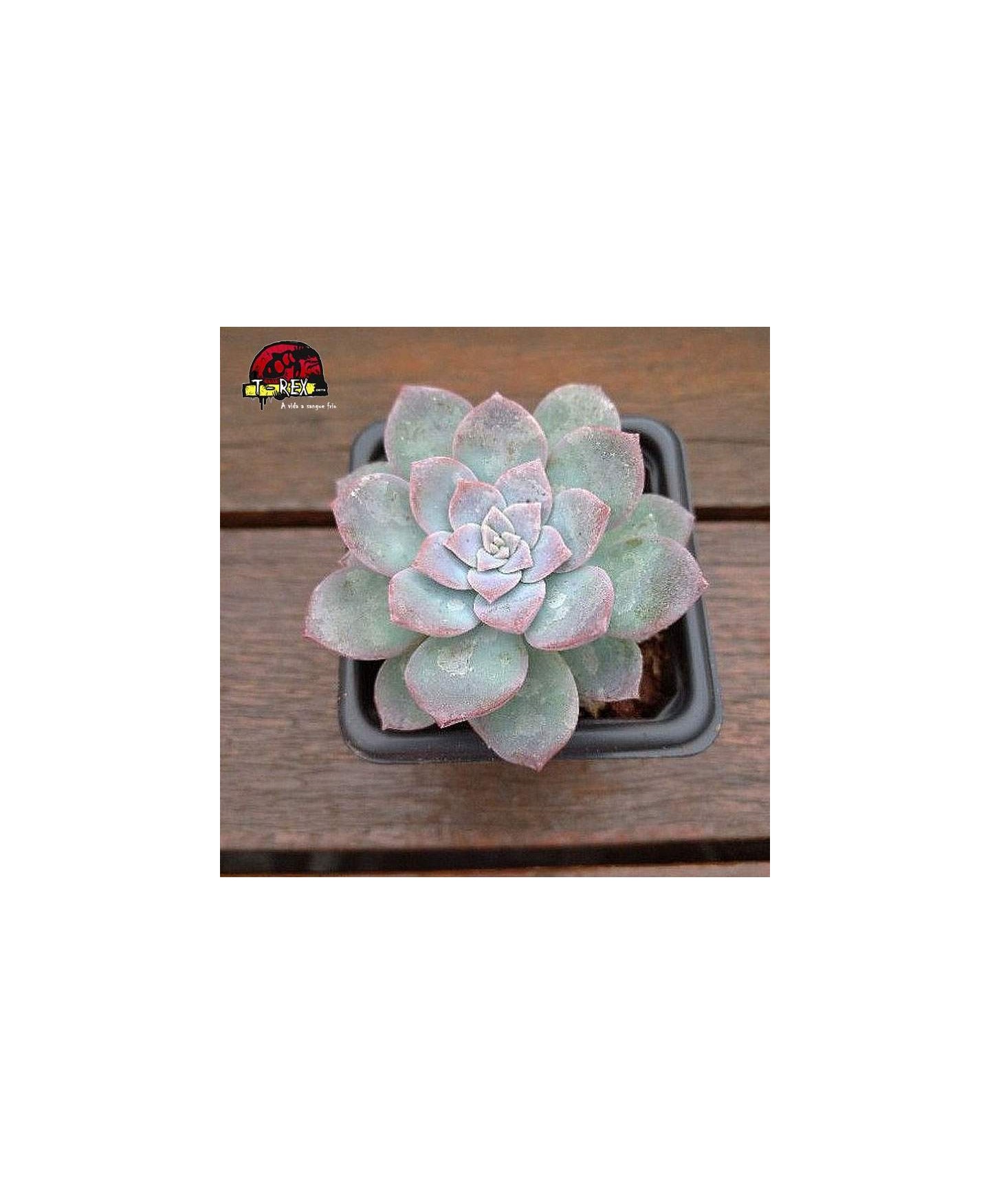 comprar muda de suculenta graptoveria milk way