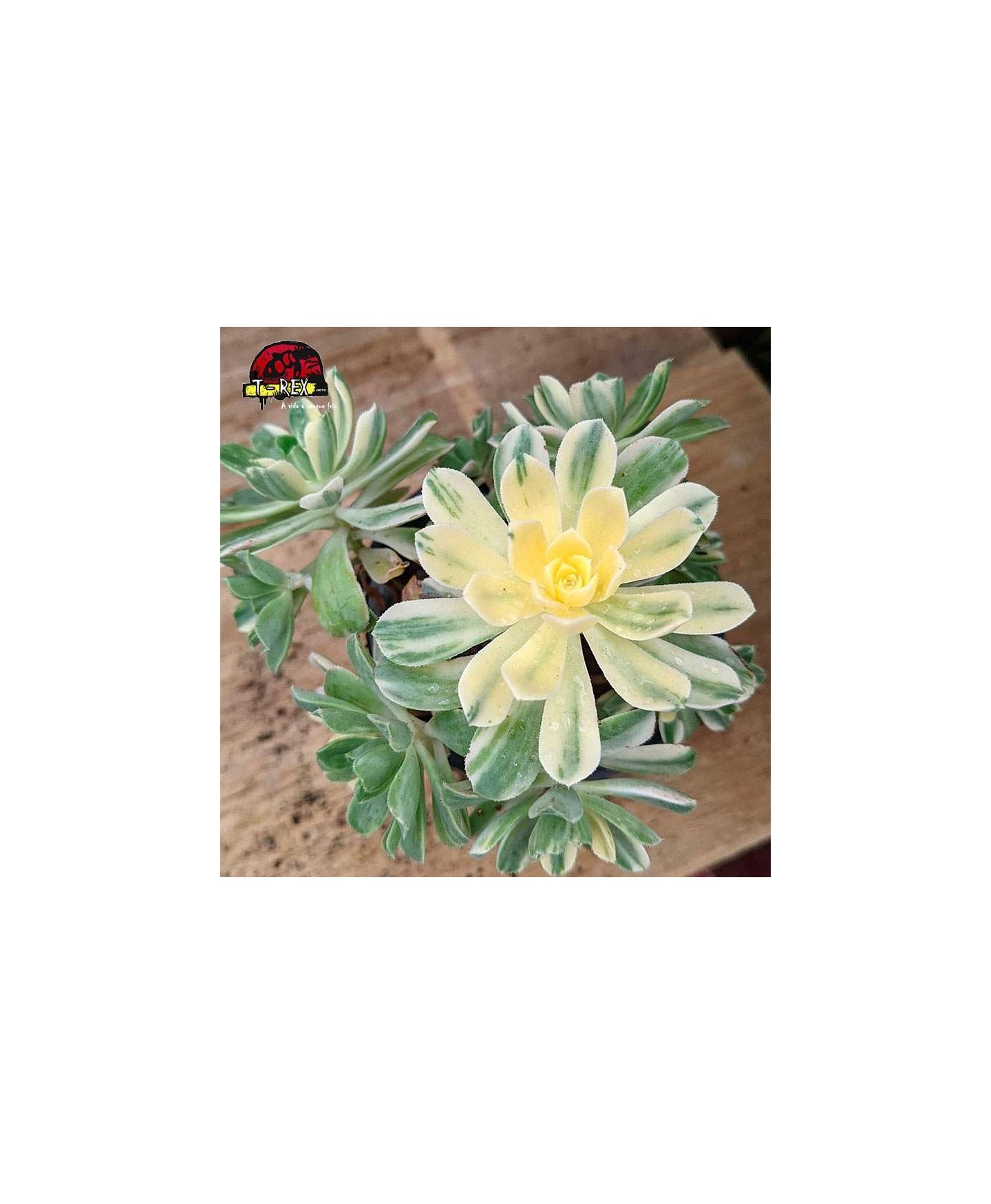 comprar muda de suculenta  castelo paivae variegata