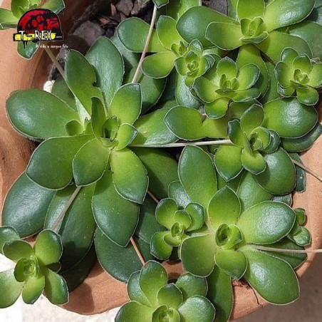 comprar suculenta  crassula orbicularis