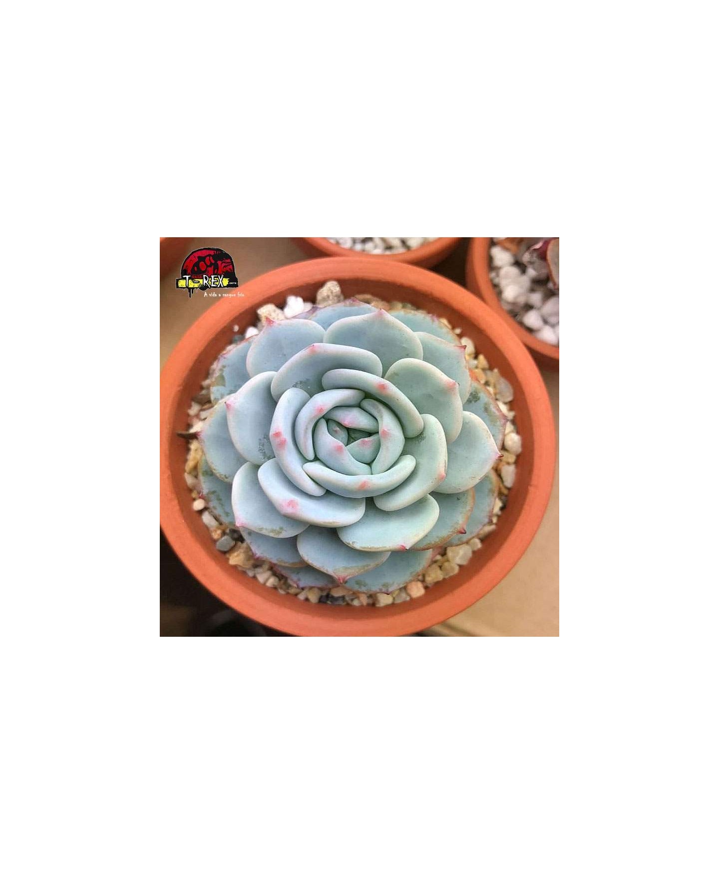comprar suculenta echeveria pumila montblanc