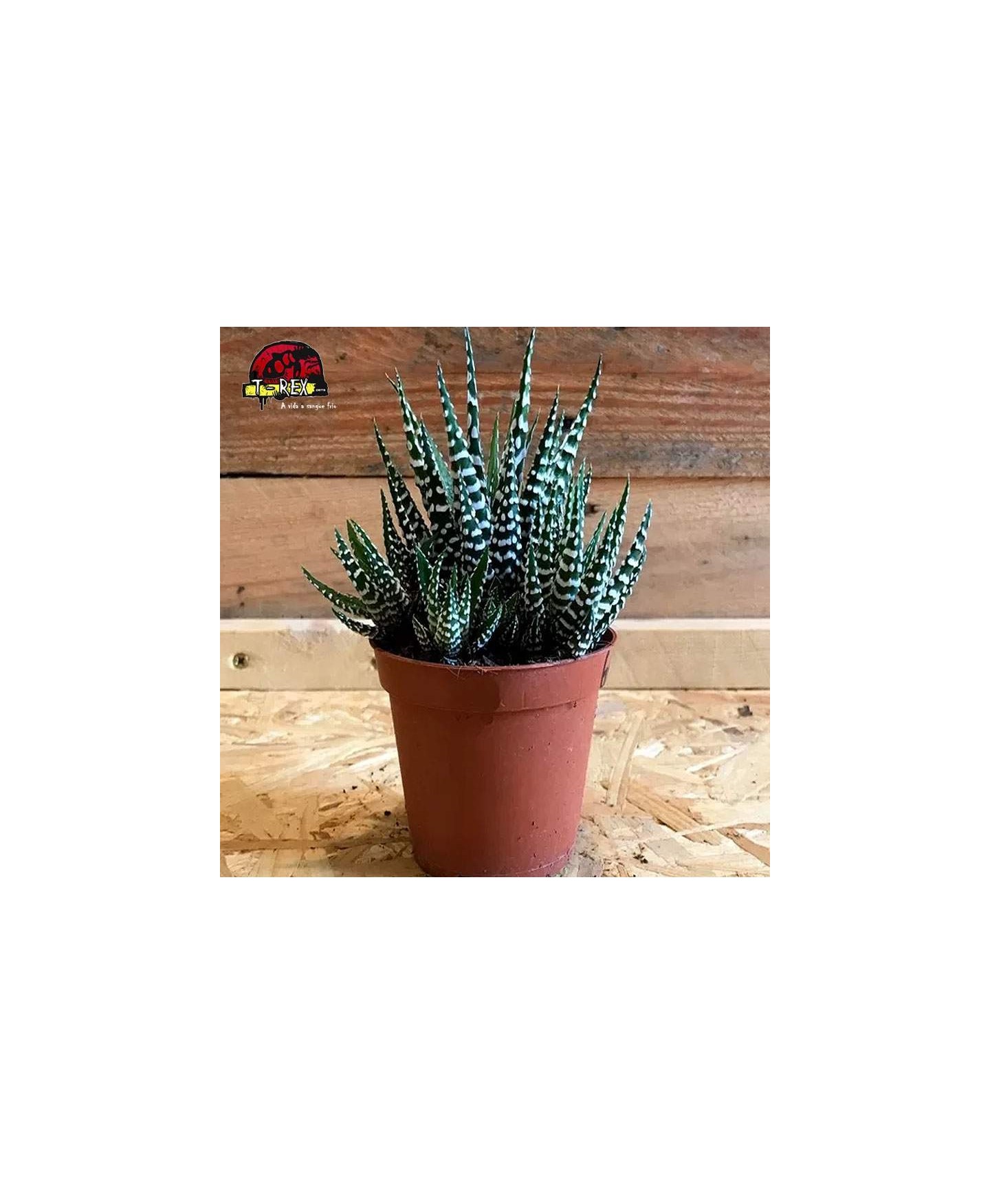 comprar muda de suculenta attenuata