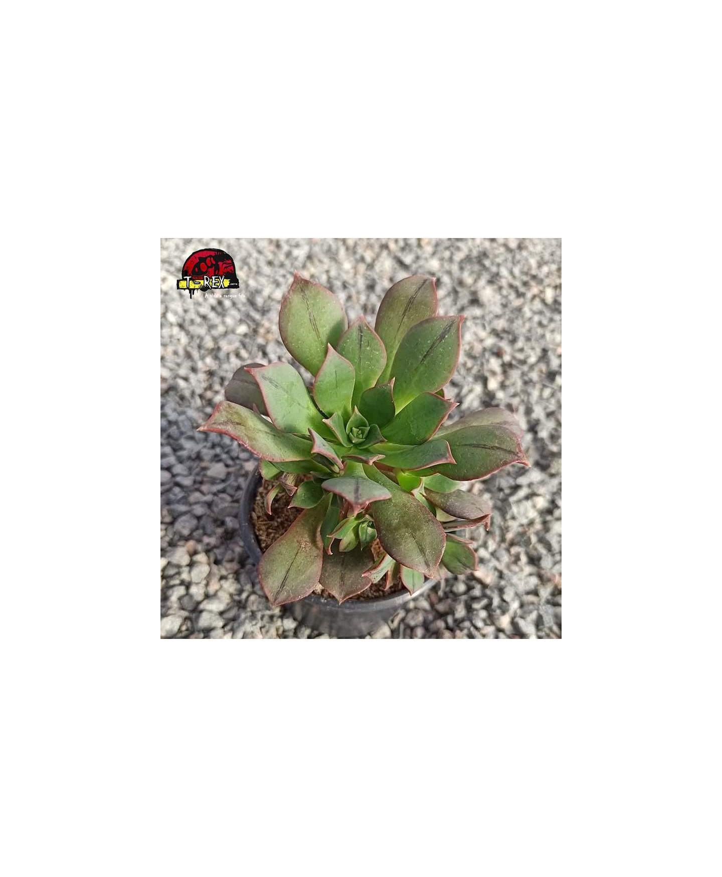 comprar muda de planta suculenta aeonium kunkel