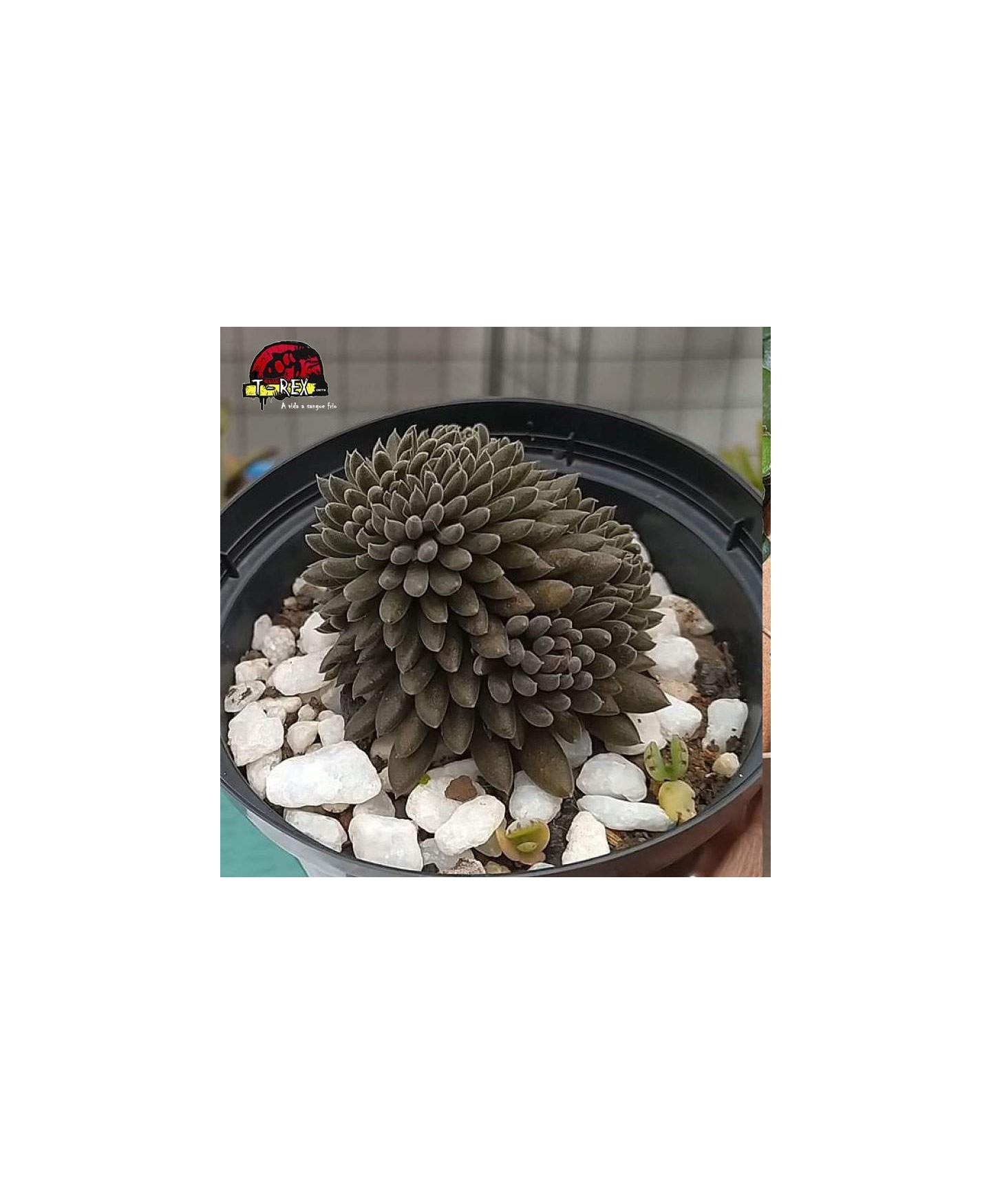 comprar suculenta sinocrassia yunnanenis