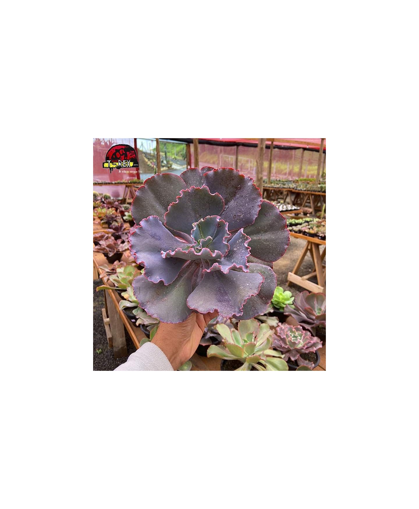 comprar muda de echeveria mauna