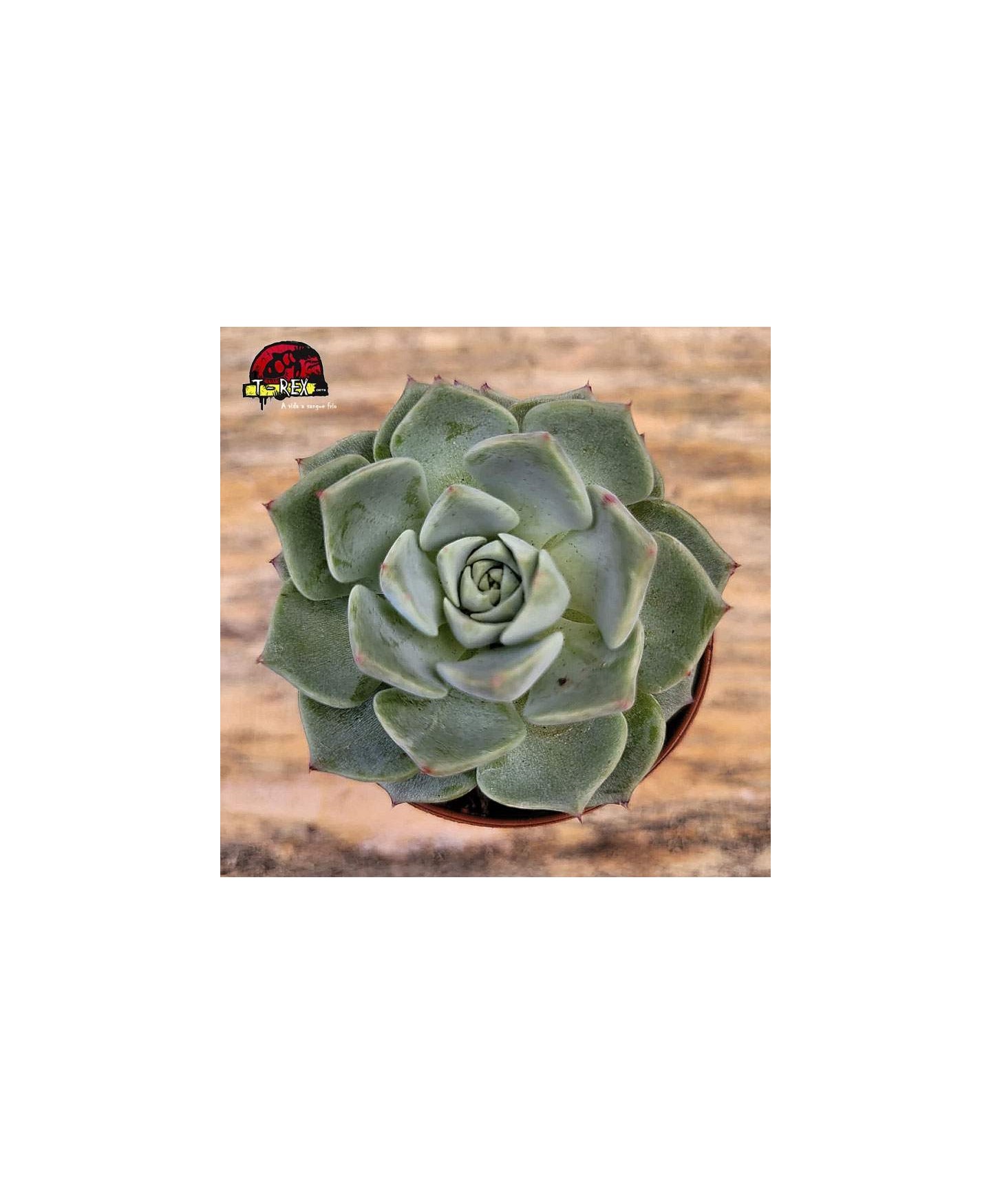 comprar planta suculenta echeveria sara hime botan