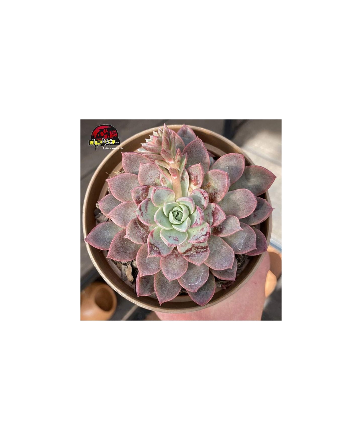 comprar suculenta echeveria brisa