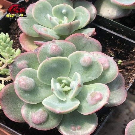 comprar muda de suculenta echeveria raindrops