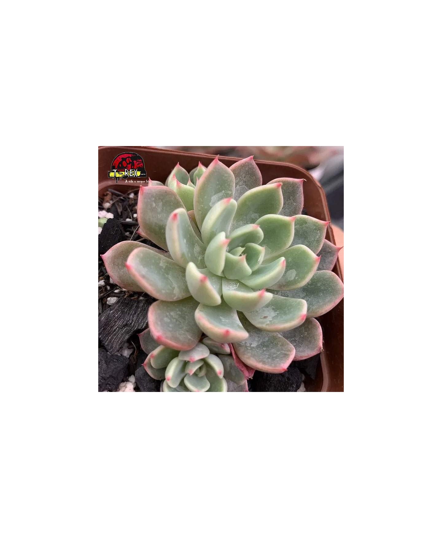comprar planta suculenta echeveria sitikufumiama