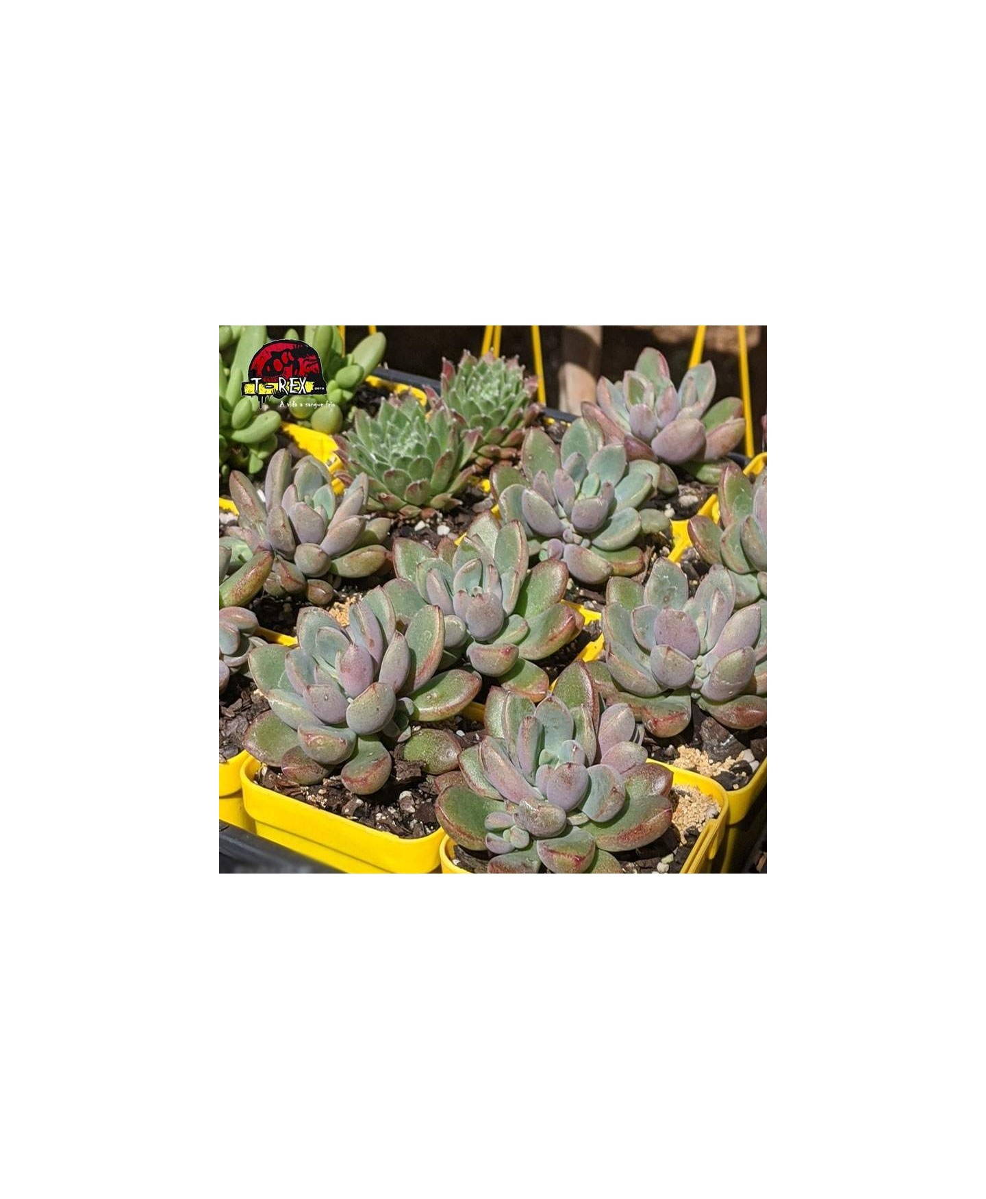 comprar muda de planta suculenta graptoveria purple dreams