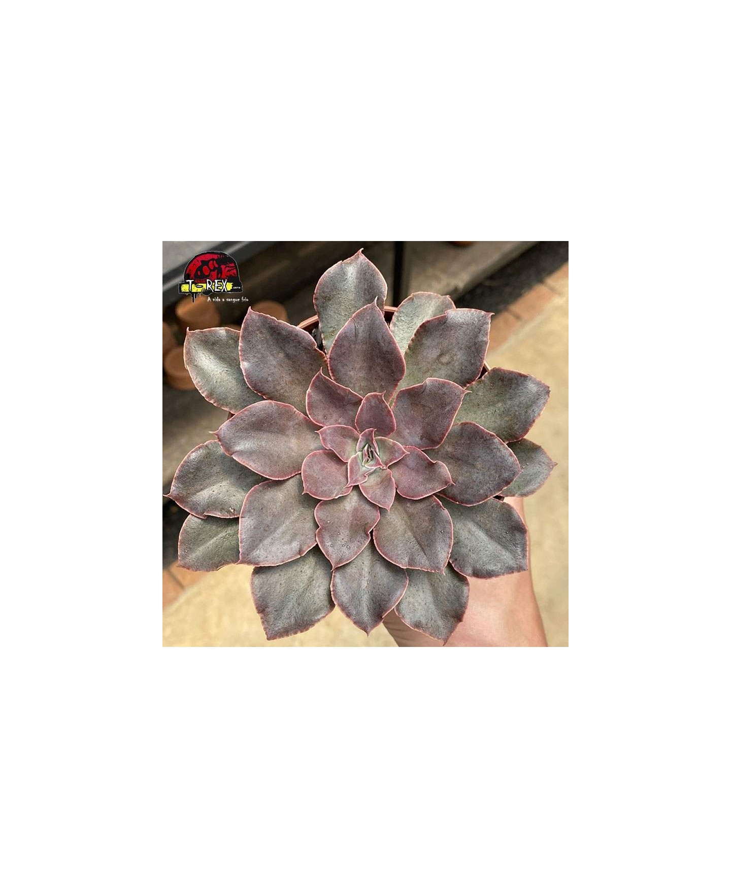 comprar planta  suculenta echeveria leopoldina