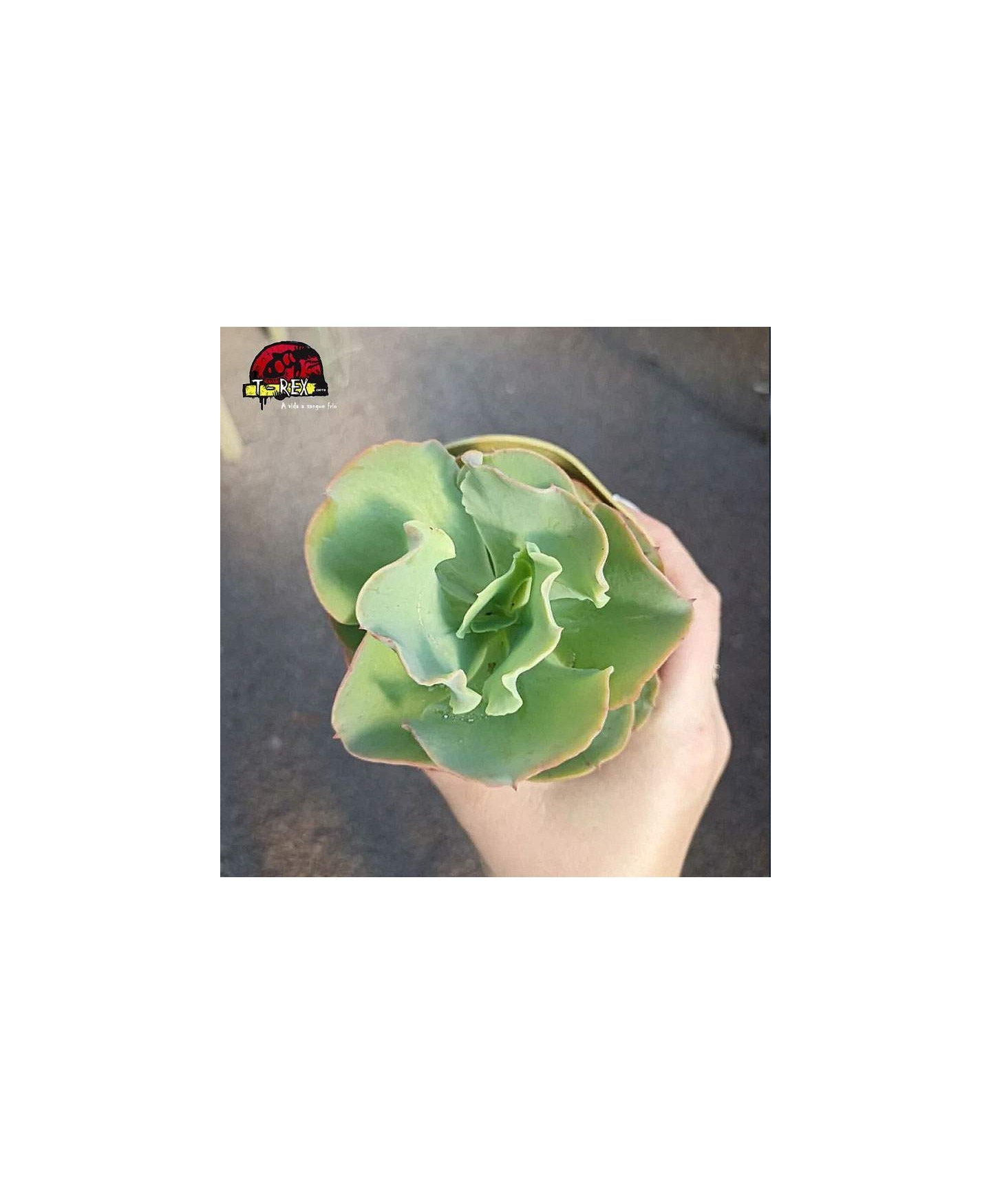 comprar planta suculenta echeveria gibbiflora beach waves