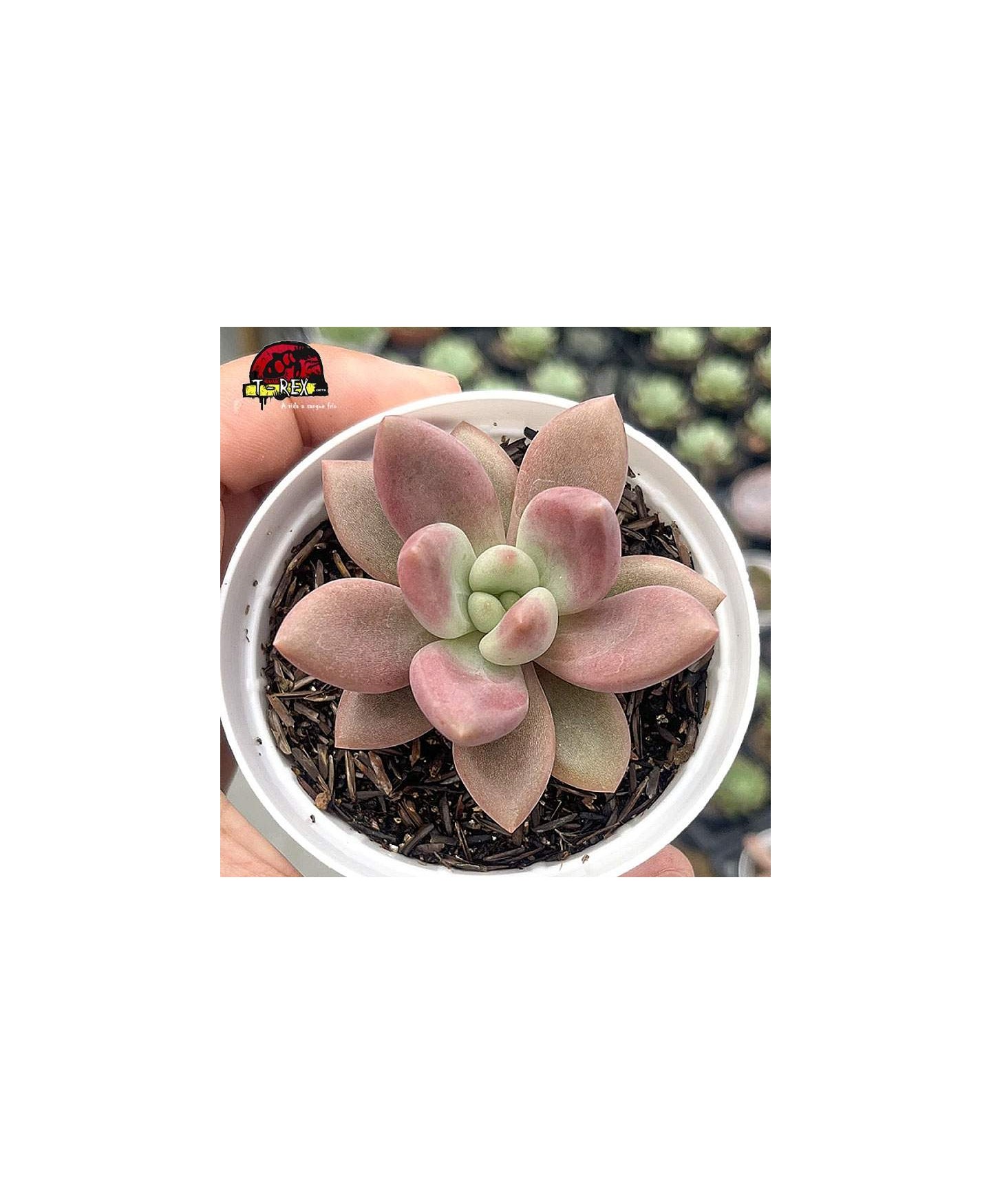 comprar suculenta pachyveria rose crown