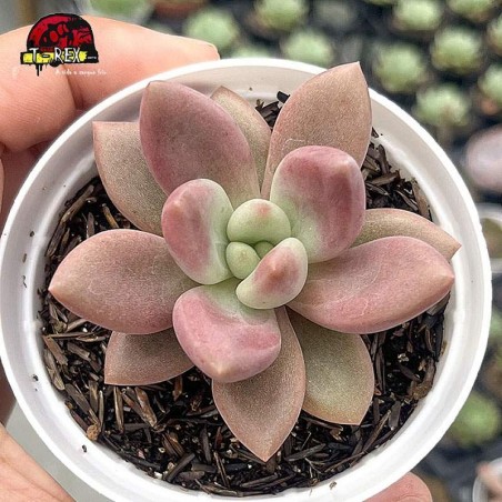 comprar suculenta pachyveria rose crown