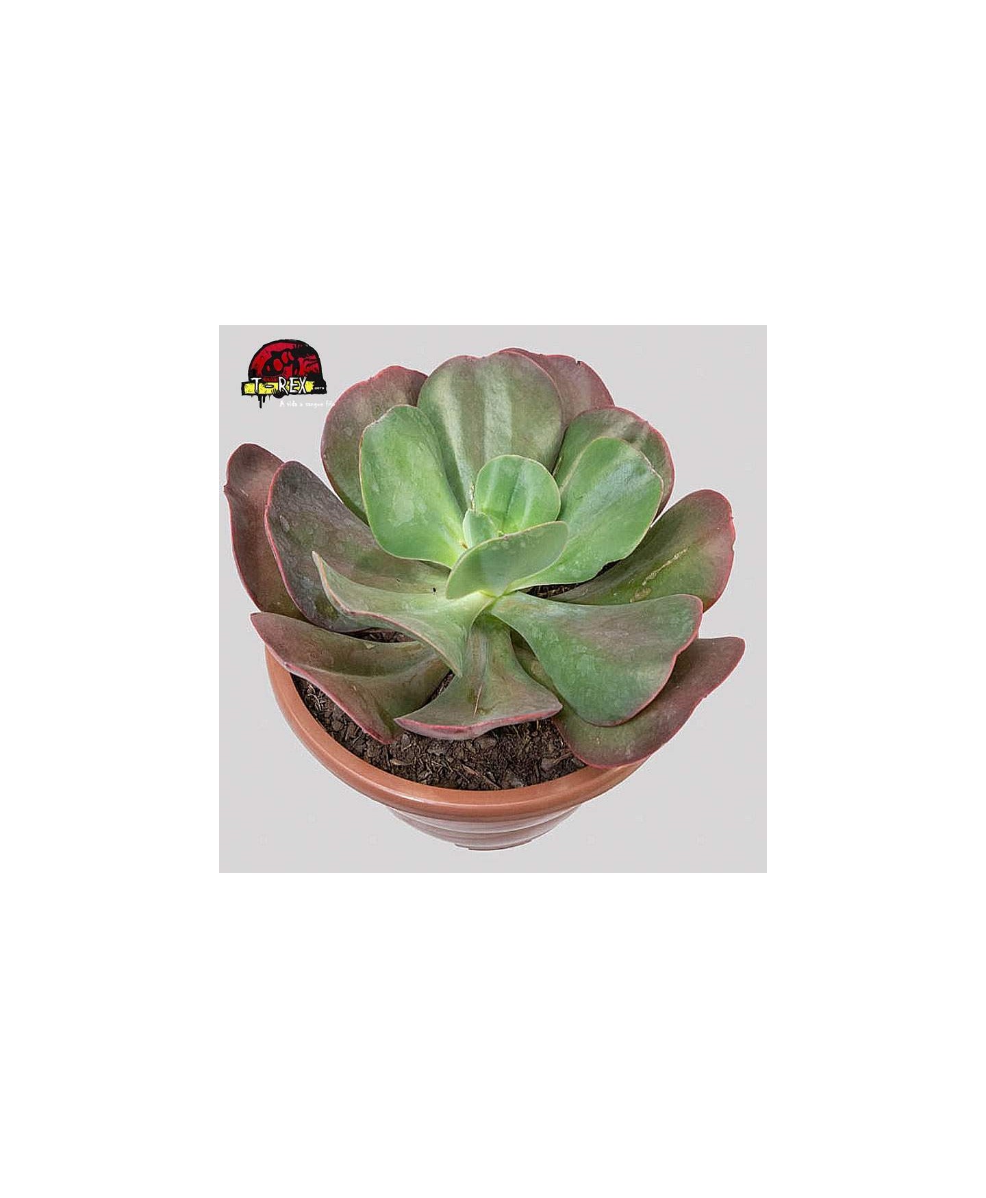 comprar echeveria gibbiflora mauna loa brasileira