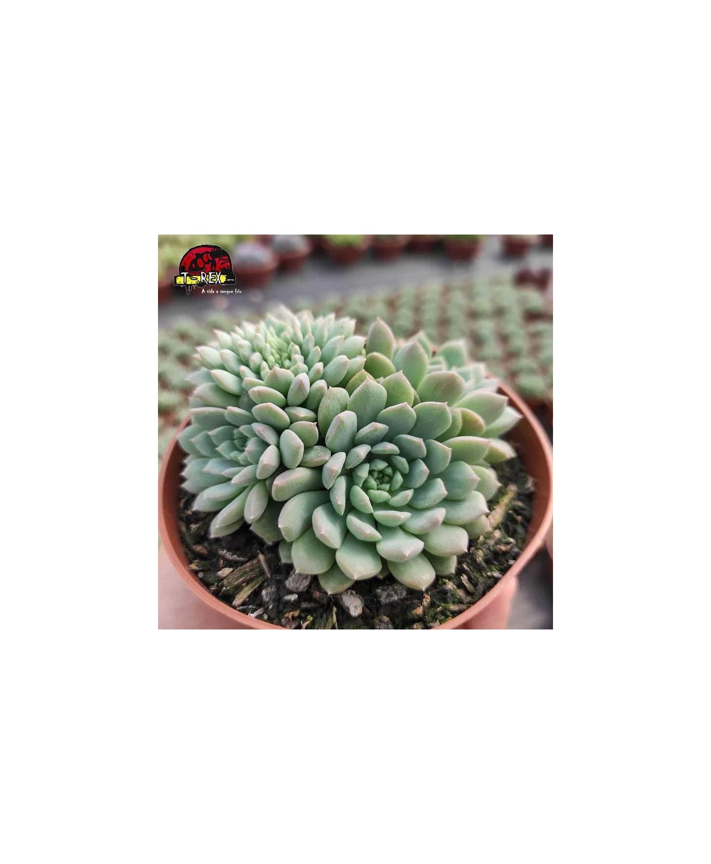 comprar planta suculenta echeveria crissy n'ryan