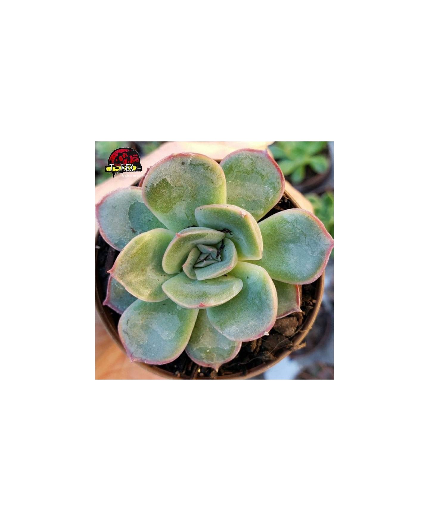 comprar suculenta echeveria hibrida pulidonis