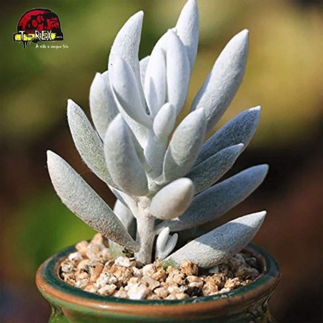 comprar suculenta senecio haworthii