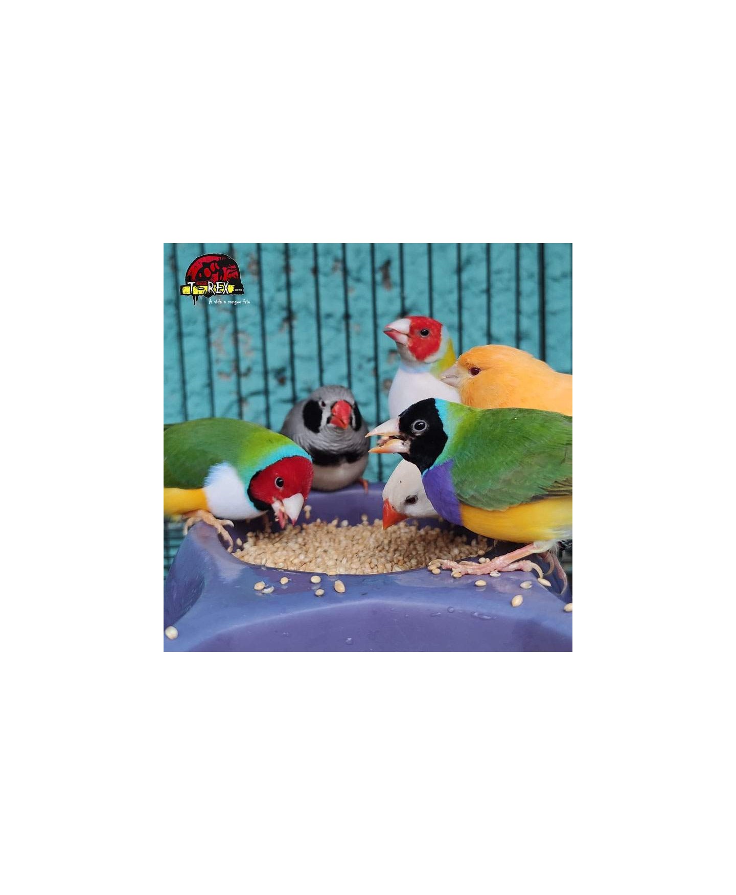 comprar diamante gould