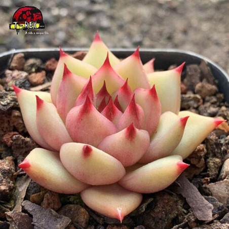 comprar muda de suculenta raridade