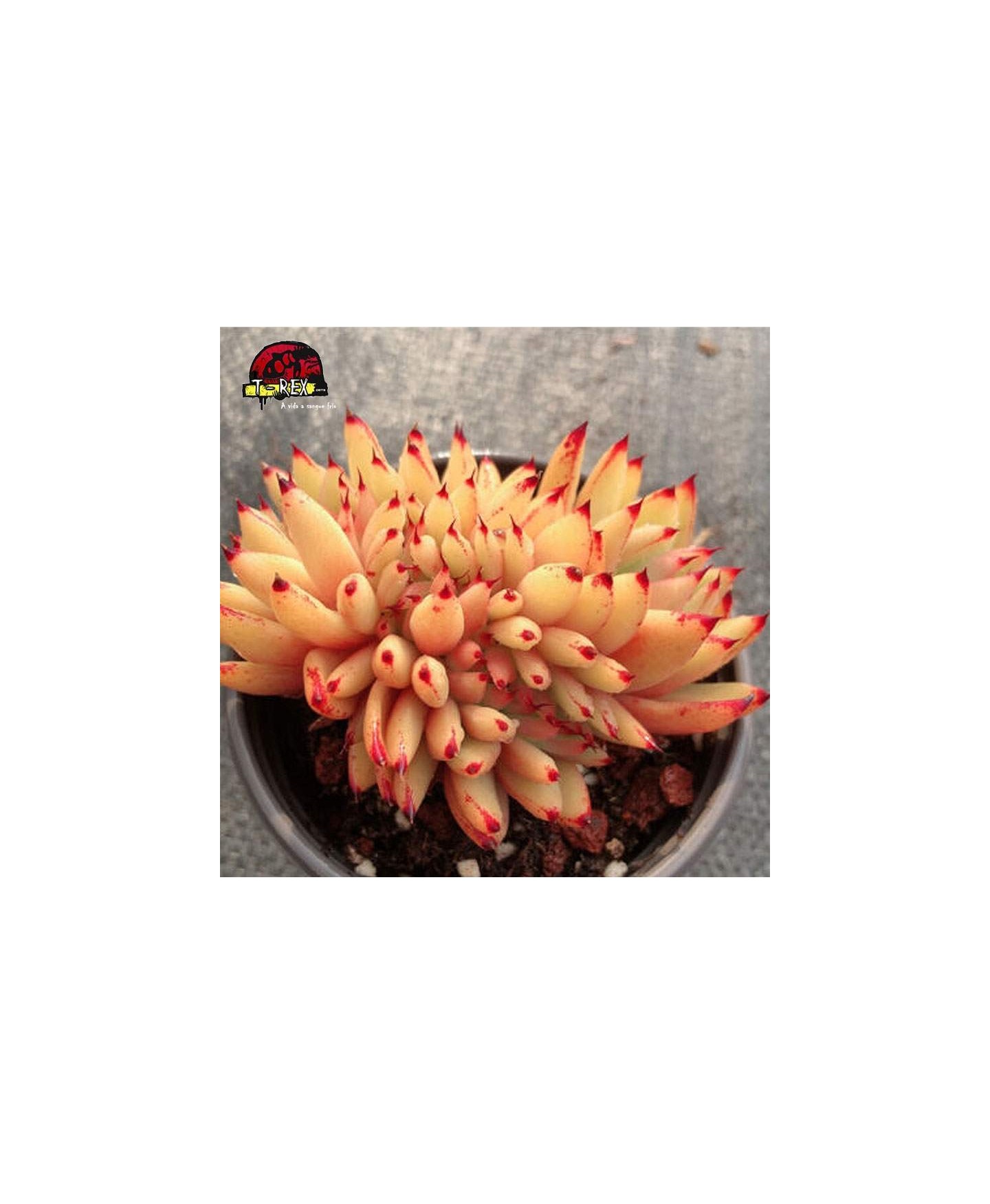 comprar muda de suculenta rara