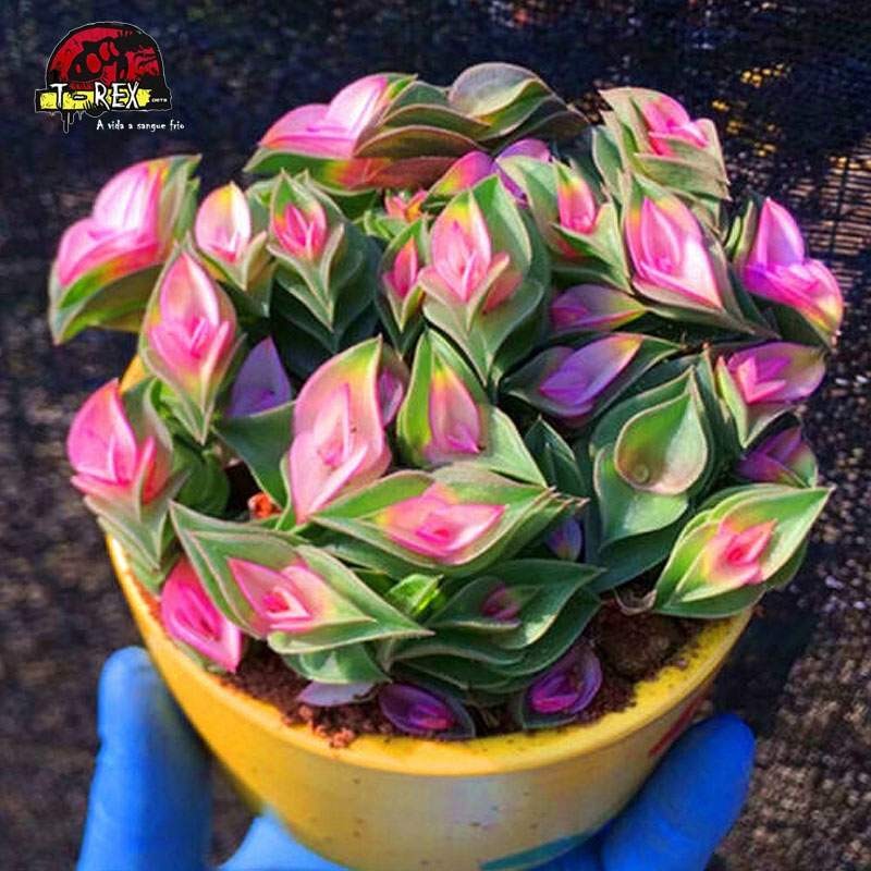 comprar muda de planta suculenta importada