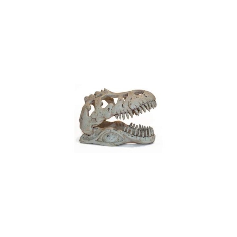 Crânio Tiranossauro Rex 