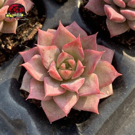 comprar suculenta rara