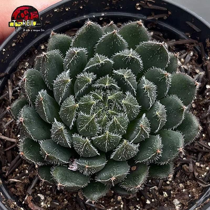 comprar suculenta ecehveria scorpion