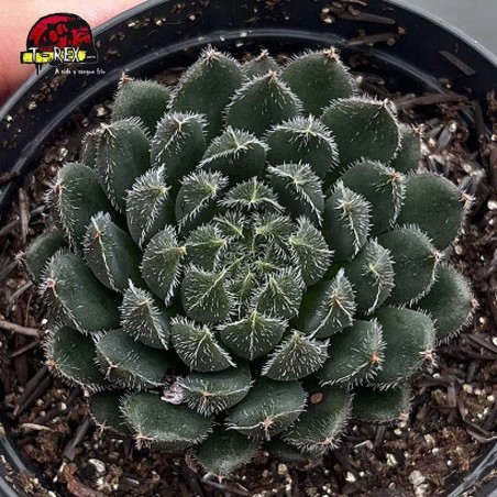 comprar suculenta ecehveria scorpion